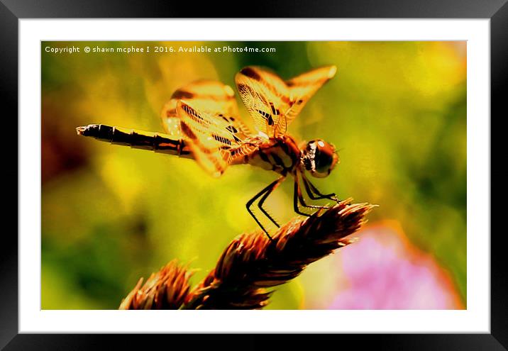 Dragon fly 2 Framed Mounted Print by shawn mcphee I