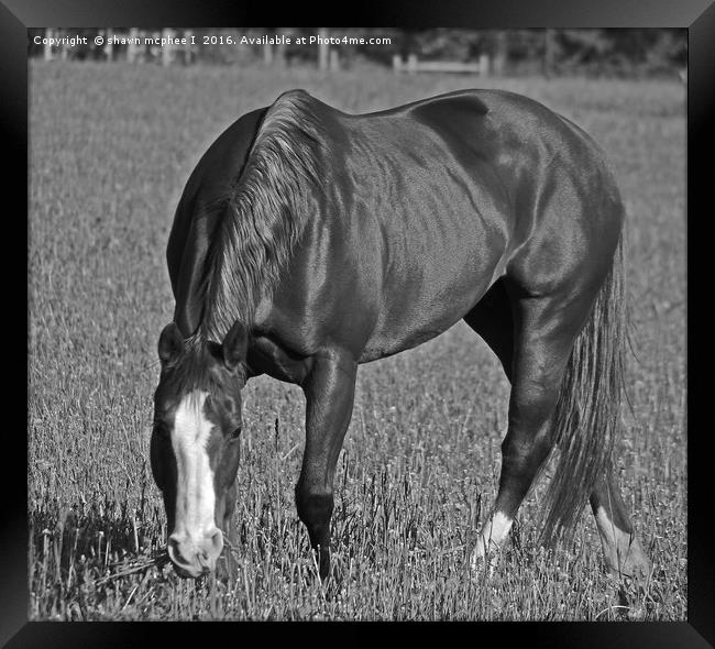 Grazing horse Framed Print by shawn mcphee I