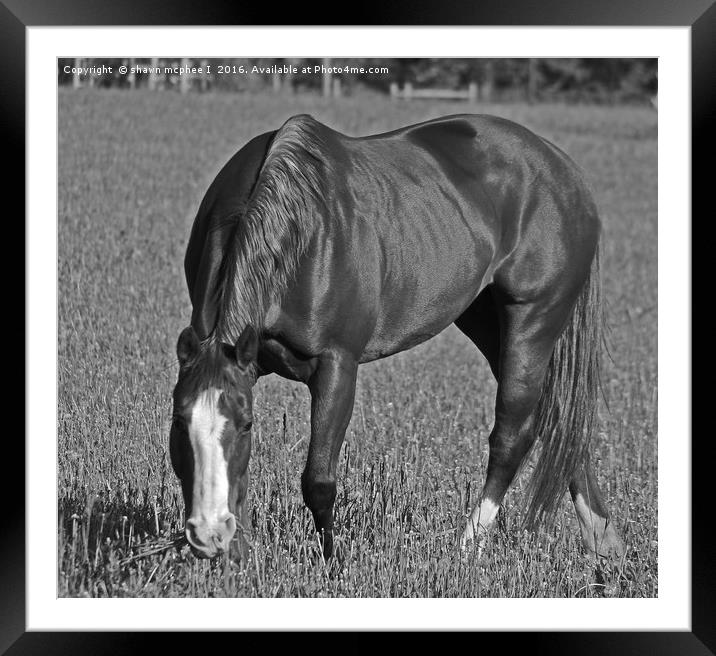 Grazing horse Framed Mounted Print by shawn mcphee I