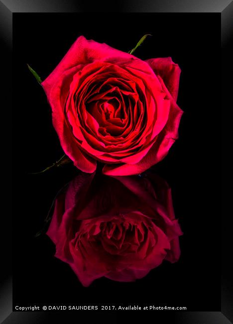 REFLECTIONS OF A RED ROSE Framed Print by DAVID SAUNDERS