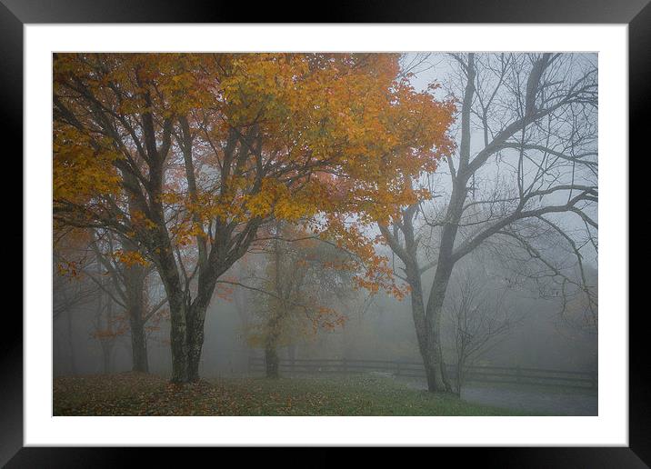  Misty Gold Framed Mounted Print by Timothy Bell