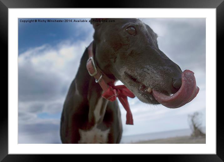  Black greyhound licking his lips Framed Mounted Print by Richy Winchester