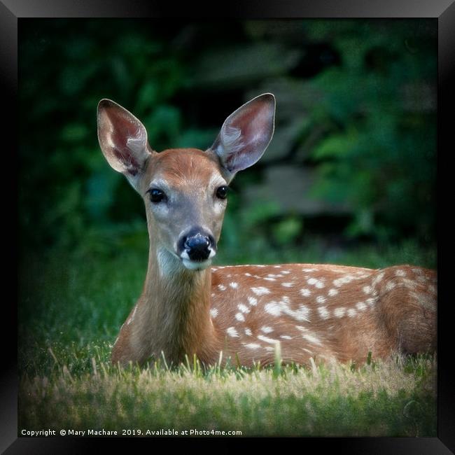 Fawn at Rest Framed Print by Mary Machare