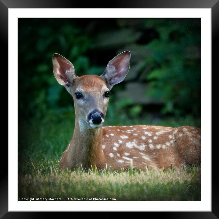 Fawn at Rest Framed Mounted Print by Mary Machare