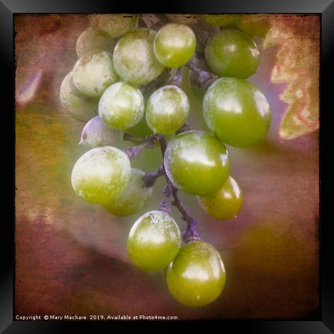 Grapes on the Vine Framed Print by Mary Machare
