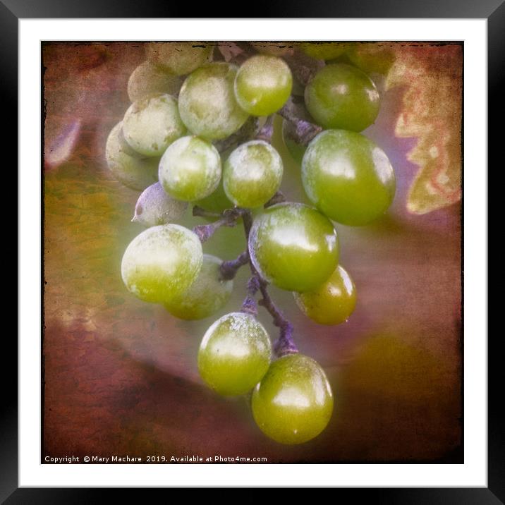 Grapes on the Vine Framed Mounted Print by Mary Machare