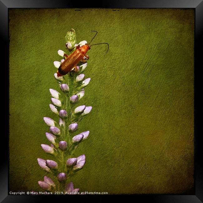 Red Beetle on Flower Framed Print by Mary Machare