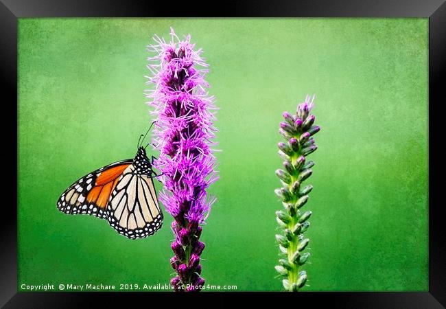 Monarch Butterfly on Blazing Star Framed Print by Mary Machare