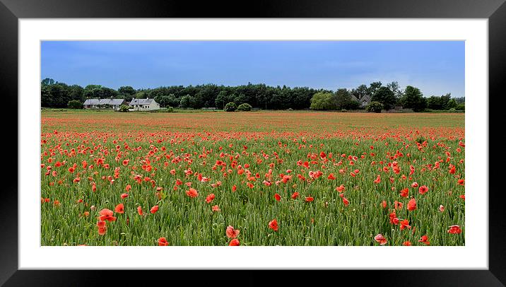  Field of Red Framed Mounted Print by Alan Whyte