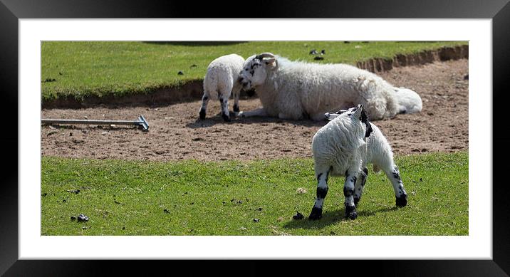  A golfers Nightmare Framed Mounted Print by Alan Whyte