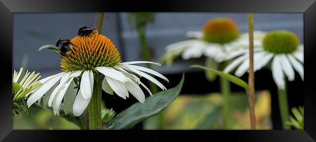  Bees On Gerbera Framed Print by Alan Whyte
