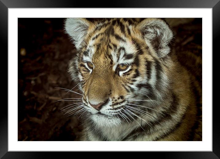  Sumatran tiger Cub Framed Mounted Print by Alan Whyte
