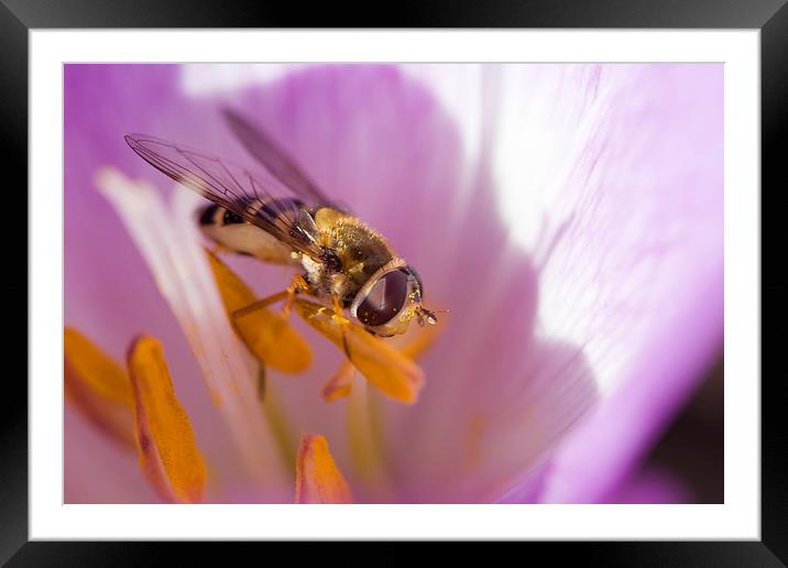  Wasp on Stamen Framed Mounted Print by Alan Whyte