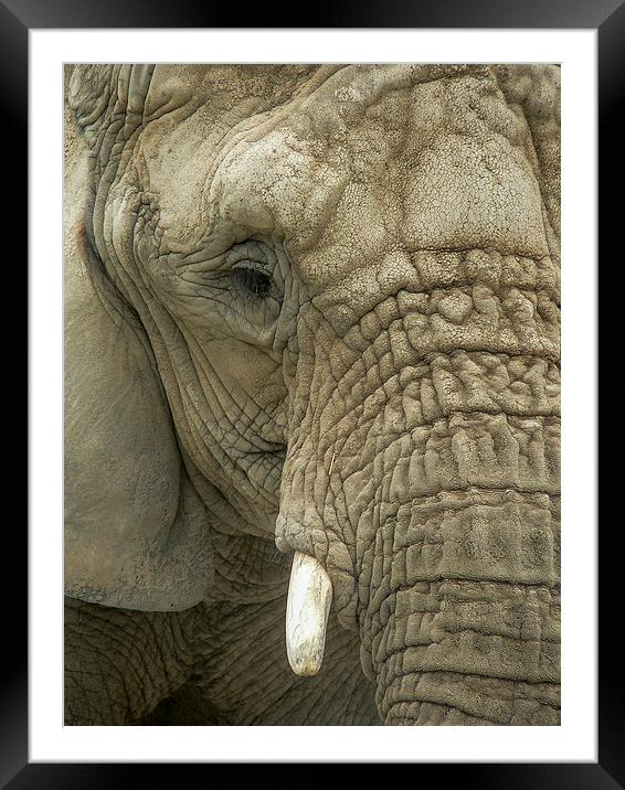 Mournful Elephant  Framed Mounted Print by Alan Whyte