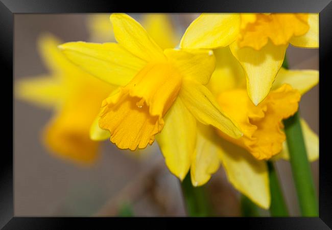  The Daffodls Framed Print by Alan Whyte