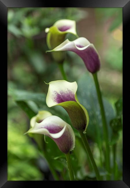  Calla Liily Framed Print by Alan Whyte
