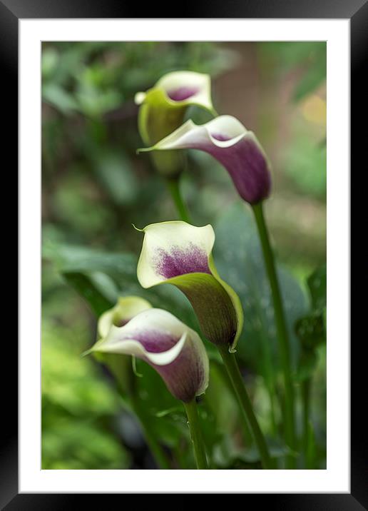  Calla Liily Framed Mounted Print by Alan Whyte