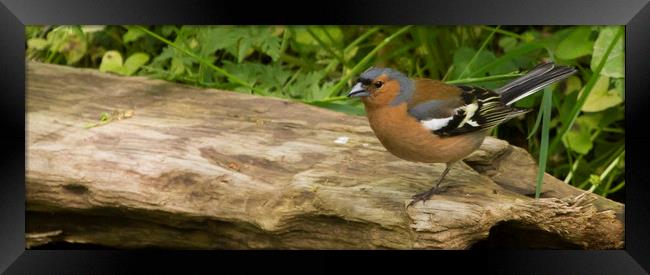 Chaffinch on log Framed Print by Alan Whyte