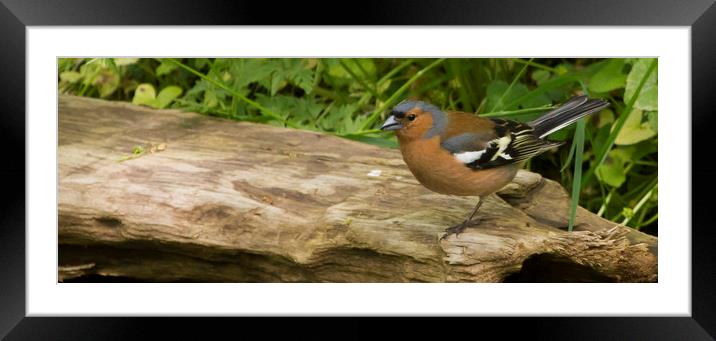 Chaffinch on log Framed Mounted Print by Alan Whyte