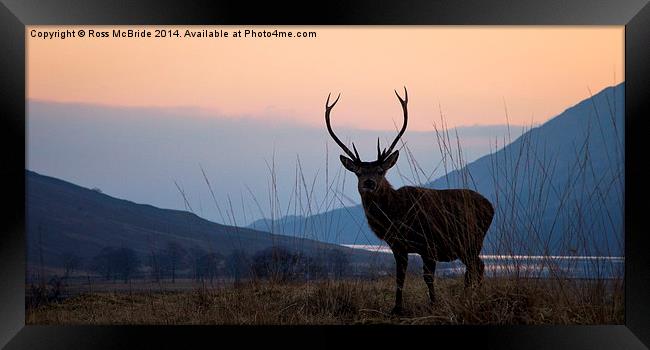 Etive stag Framed Print by Ross McBride