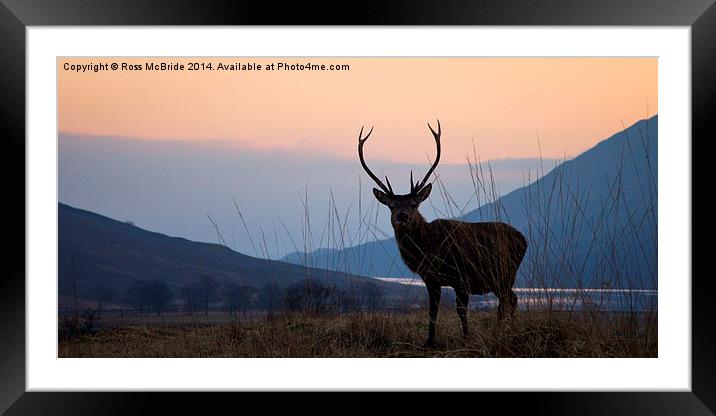 Etive stag Framed Mounted Print by Ross McBride
