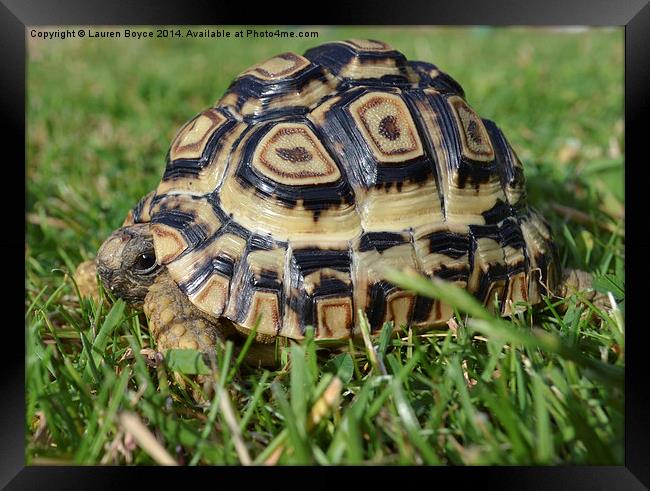  Leopard Tortoise Framed Print by Lauren Boyce