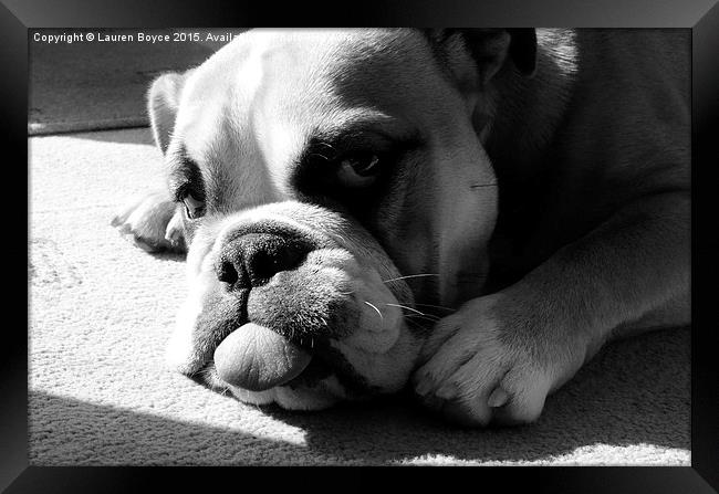 Bulldog laying in the sun Framed Print by Lauren Boyce
