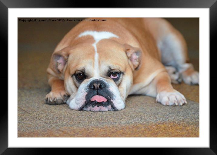 Bored Bulldog Puppy Framed Mounted Print by Lauren Boyce