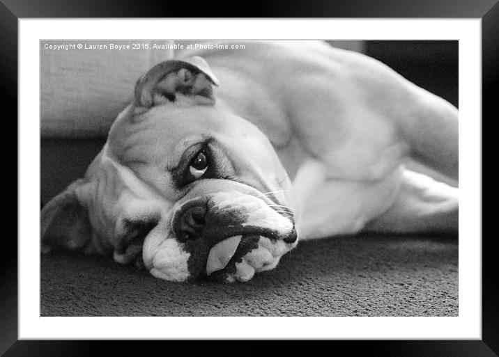  Bulldog Puppy  Framed Mounted Print by Lauren Boyce