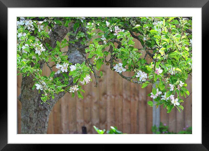  Apple Blossom Tree Framed Mounted Print by Lauren Boyce