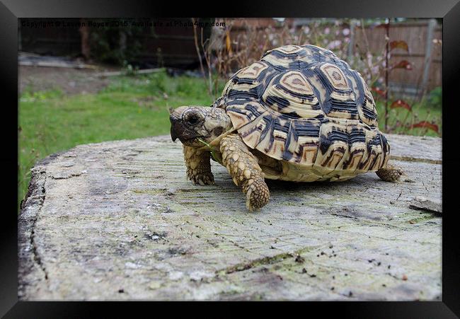 Leopard Tortoise Framed Print by Lauren Boyce