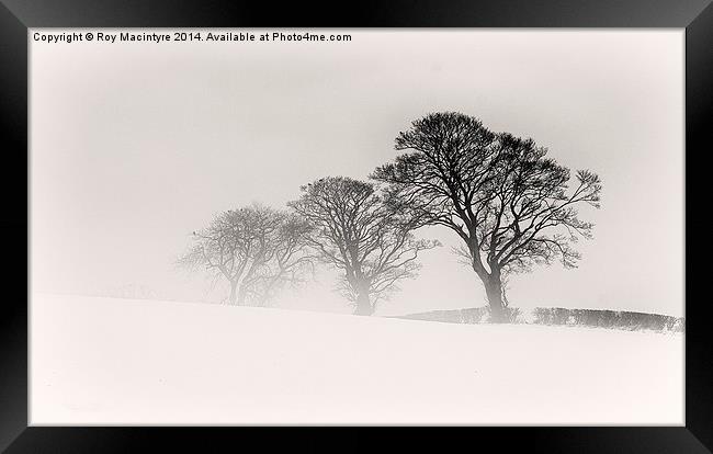  Winter Trees Framed Print by Roy Macintyre
