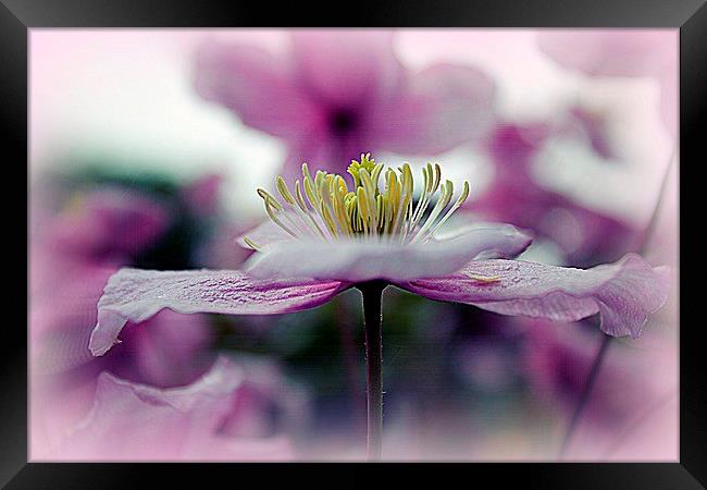  Dancing To Bolero Framed Print by Pauline Simmonds