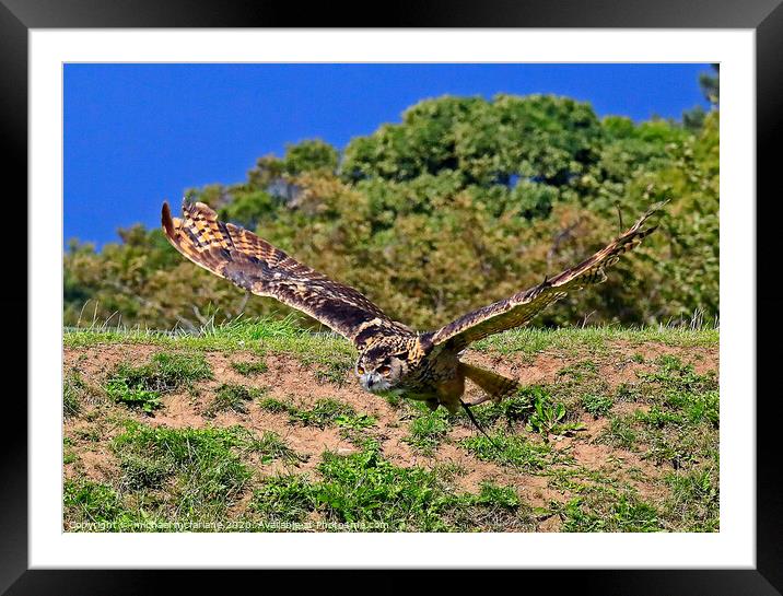 Eurasian Owl Framed Mounted Print by michael mcfarlane