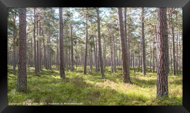 Caledonian Forest Framed Print by Paul Collis