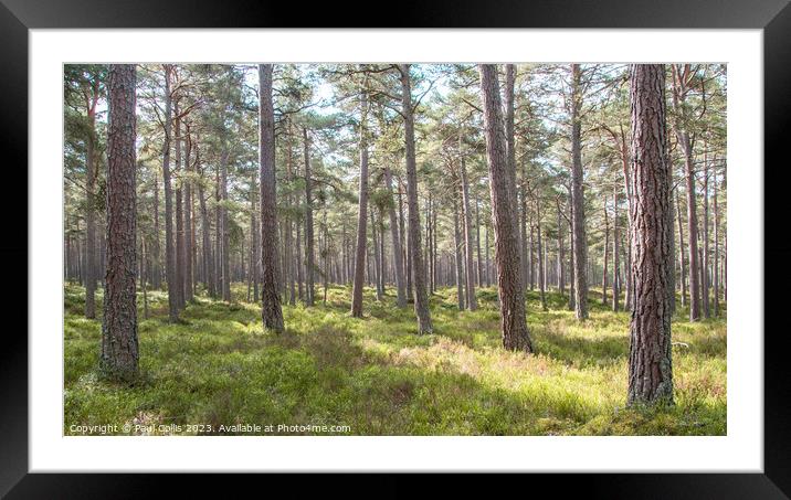 Caledonian Forest Framed Mounted Print by Paul Collis