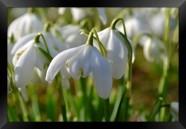 Snowdrops Framed Print by Paul Collis
