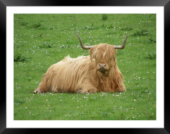 HIghland Cow Framed Mounted Print by Paul Collis