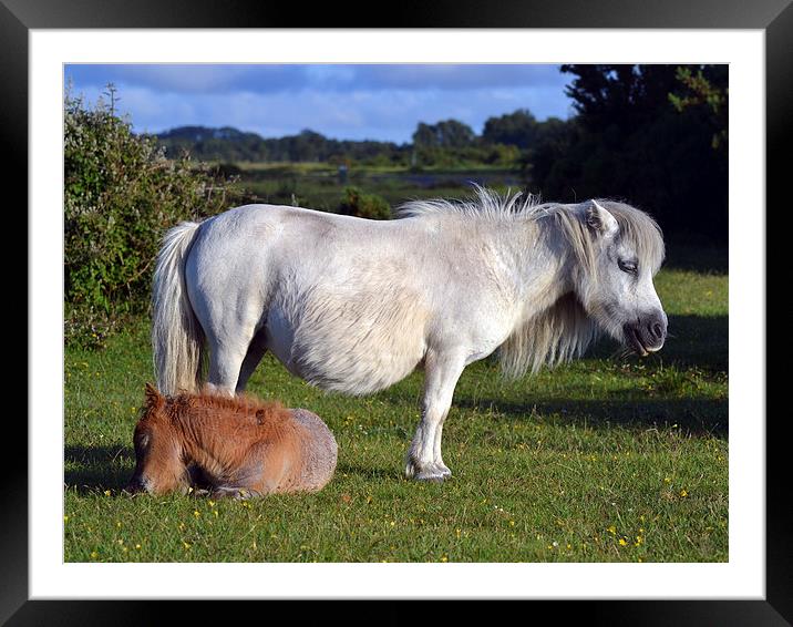  New forest Pony and Foal Framed Mounted Print by Paul Collis