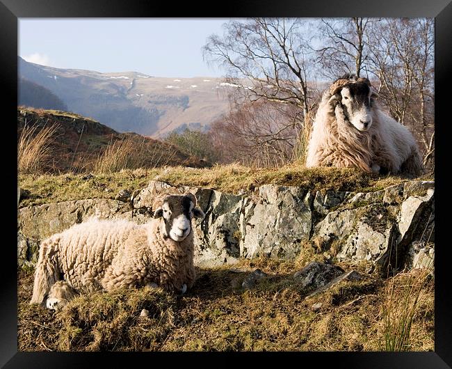  Sheep in the lakes Framed Print by Paul Collis