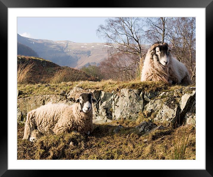  Sheep in the lakes Framed Mounted Print by Paul Collis