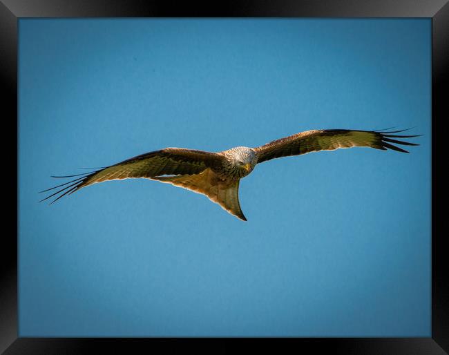 Red Kite Framed Print by Paul Collis