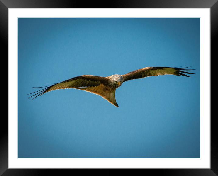Red Kite Framed Mounted Print by Paul Collis