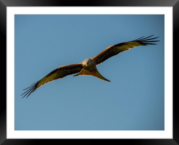 Scottish Red Kite Framed Mounted Print by Paul Collis