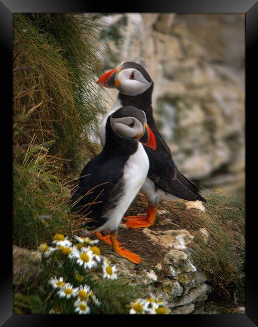 Puffins                 Framed Print by Paul Collis