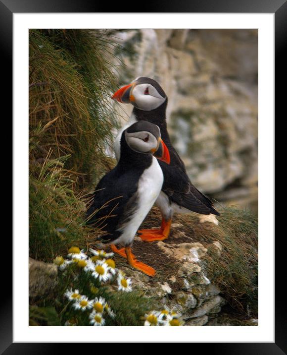 Puffins                 Framed Mounted Print by Paul Collis