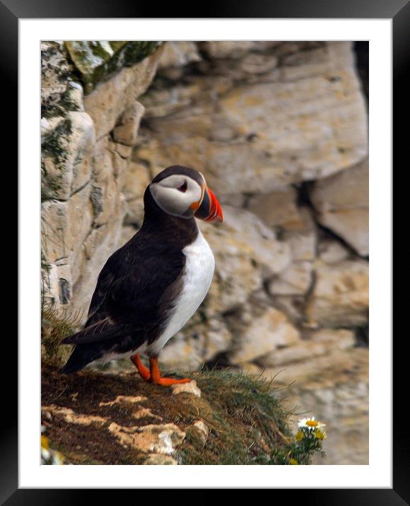 Puffin                       Framed Mounted Print by Paul Collis