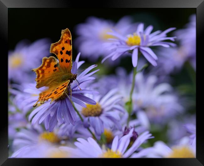 Butterfly on flower Framed Print by Paul Collis