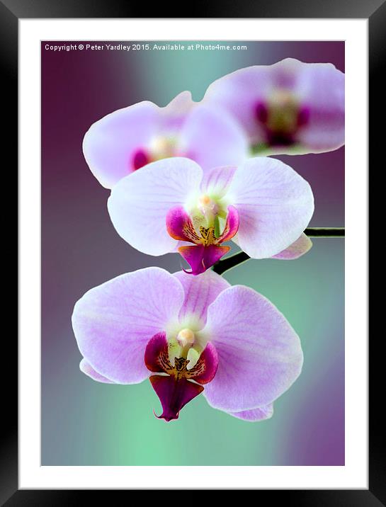 Moth Orchid #2  Framed Mounted Print by Peter Yardley