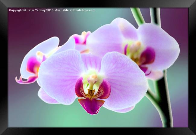  Moth Orchid #3 Framed Print by Peter Yardley